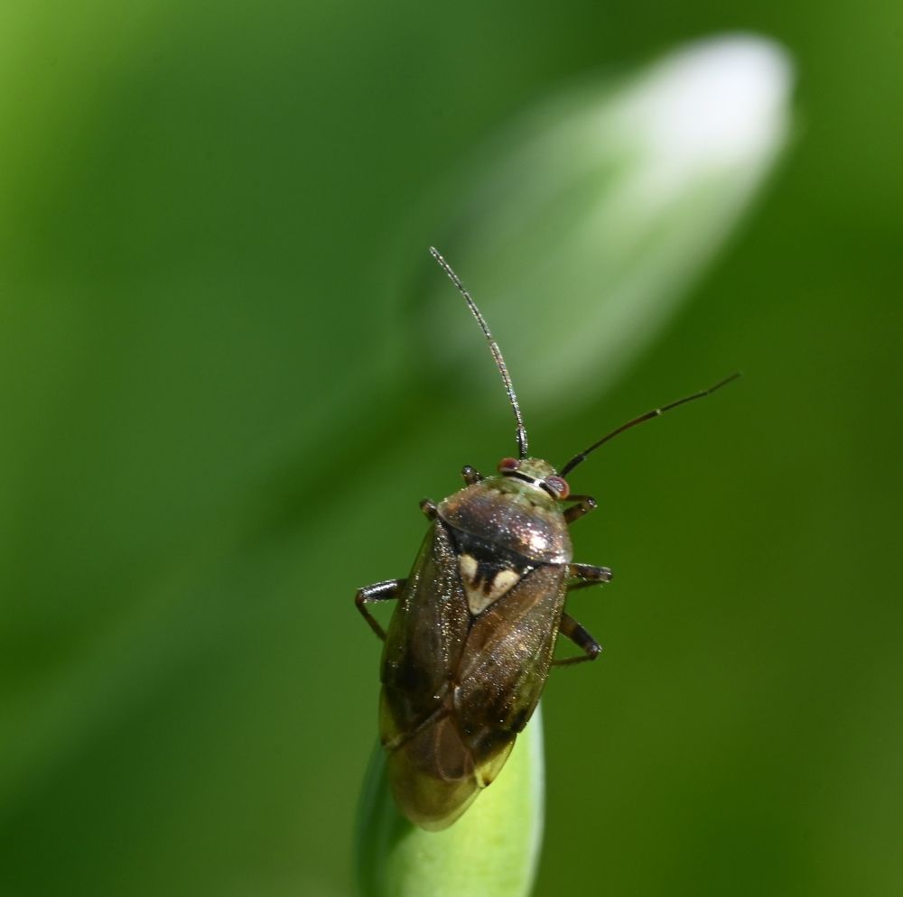 Созерцатель.