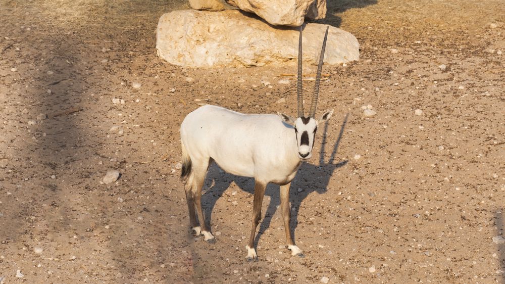 Photograph by Manjri Saxena