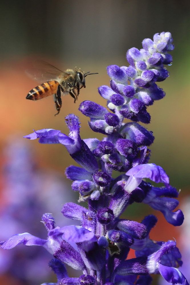 Photograph by Pramod Nath