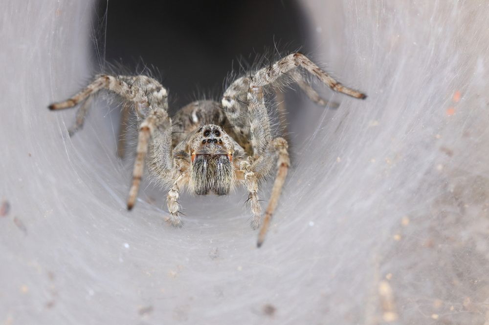 Photograph by Pramod Nath