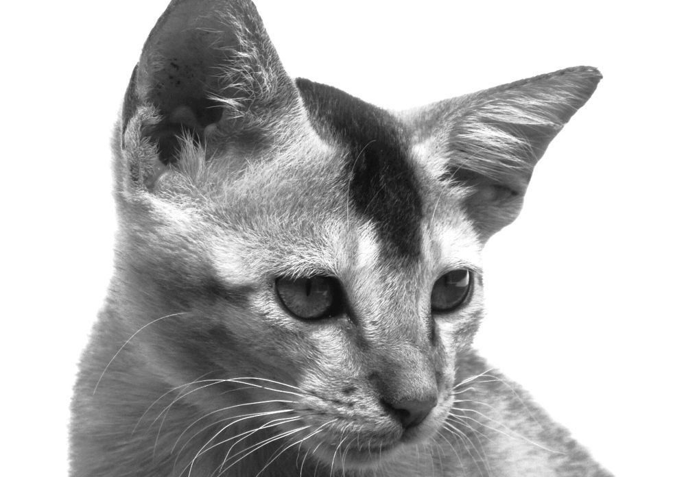 Innocent Pet Like Cat