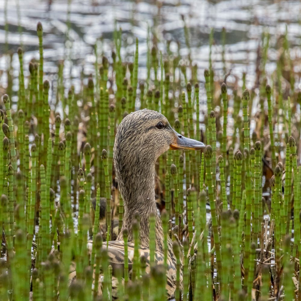 Photograph by Михаил Марсаков