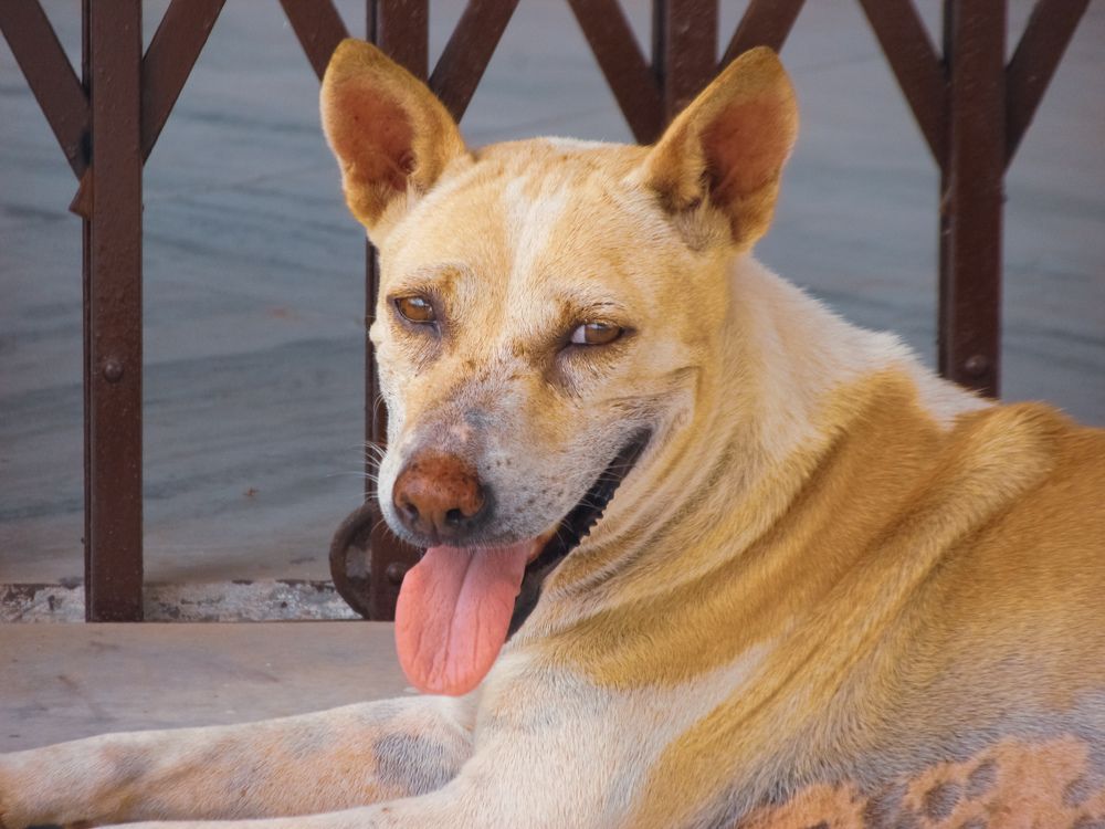 A Tired Dog Taking Rest On Floor