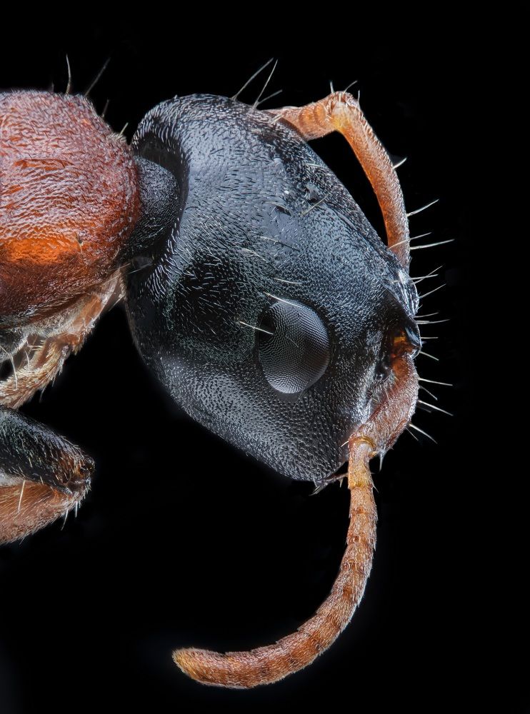 Tetraponera Rufonigra