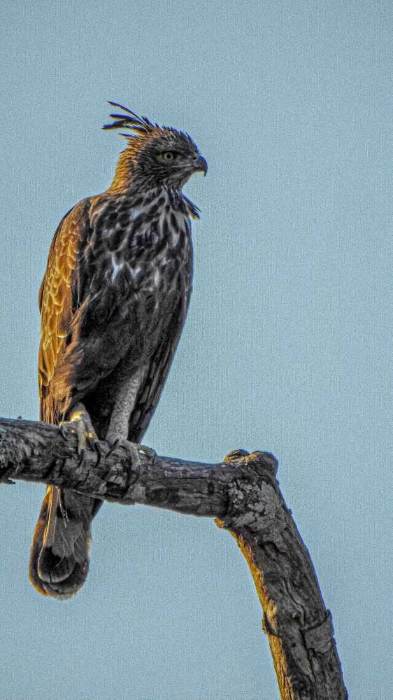 Photograph by Sneha Mithra H