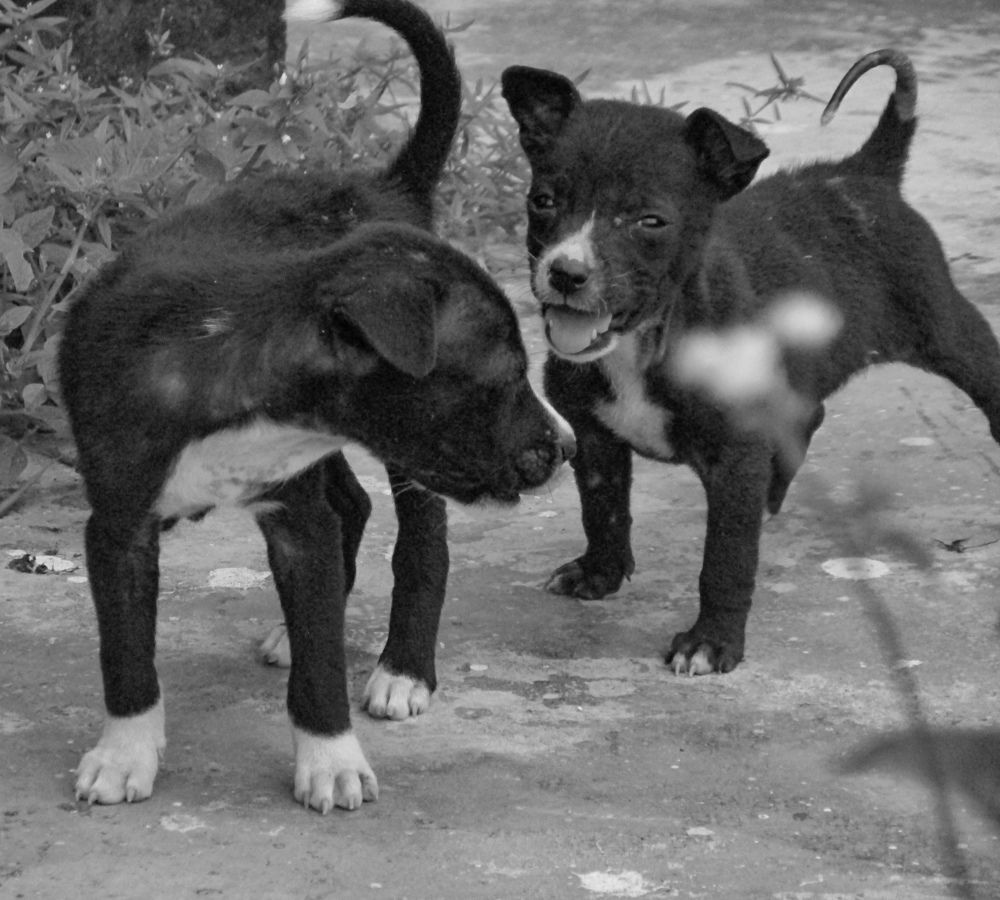 Puppies Playing Together