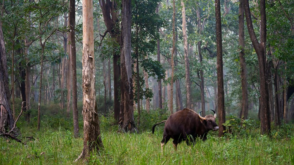 Photograph by Ayan Bhattacharya
