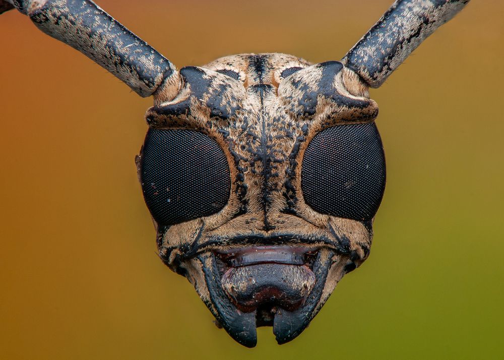 Photograph by Chamara Sulakkhana Polwatta Siriyalage