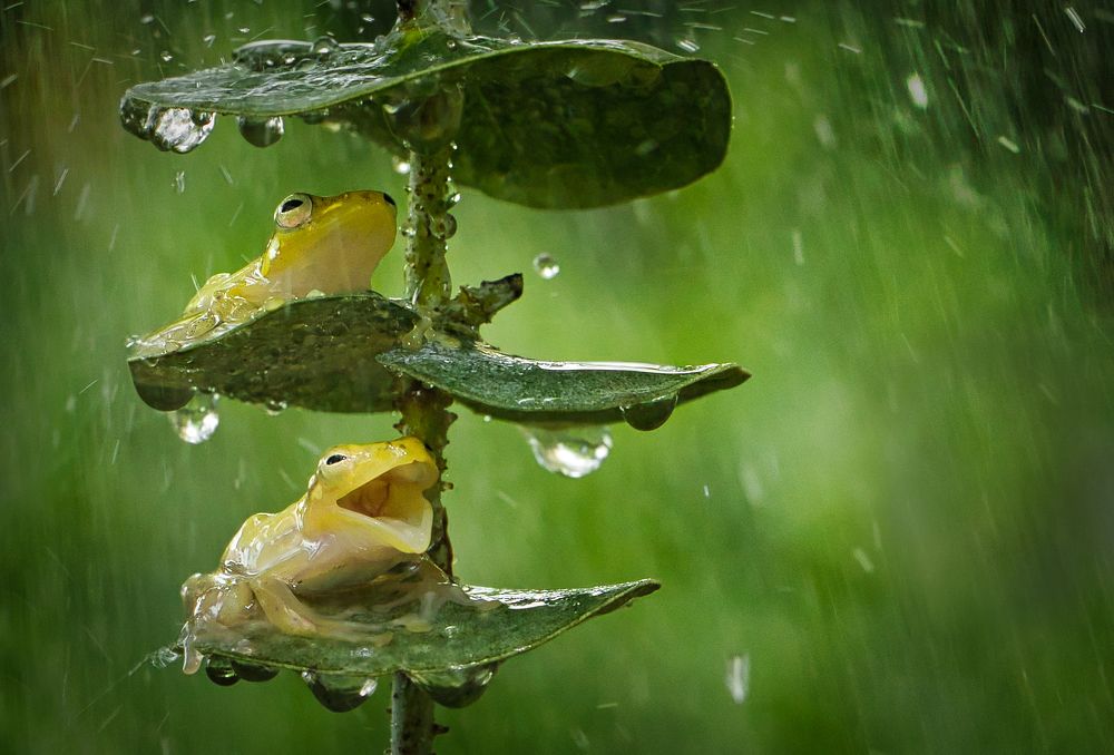 Photograph by Teguh Aria Djana