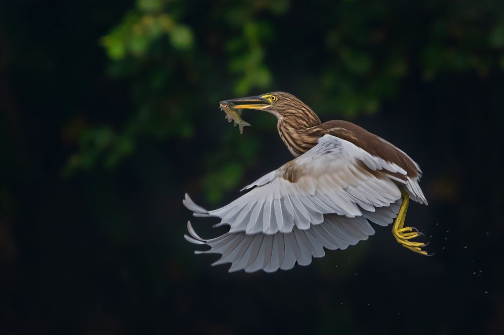 Photograph by Debjyoti Sarkar