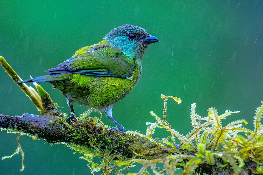 Photograph by Ricardo Ubico