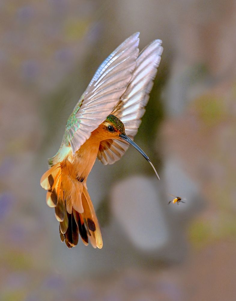 Photograph by Ricardo Ubico