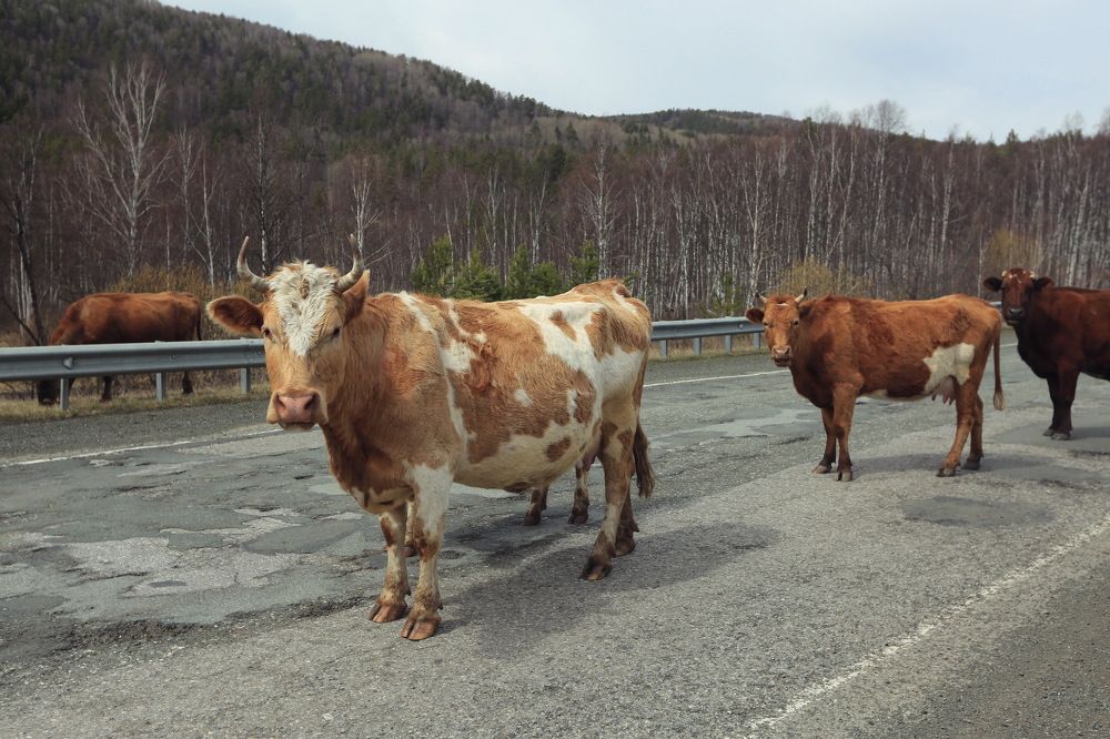 Photograph by Ирина Сушко