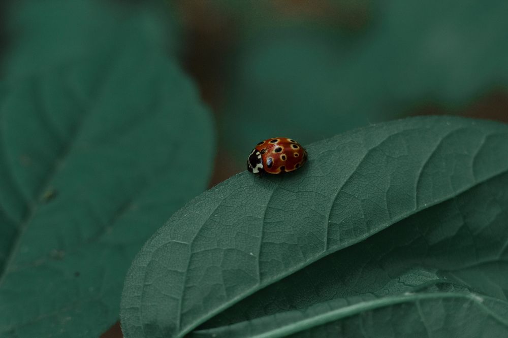 Photograph by Aleksandra Chu