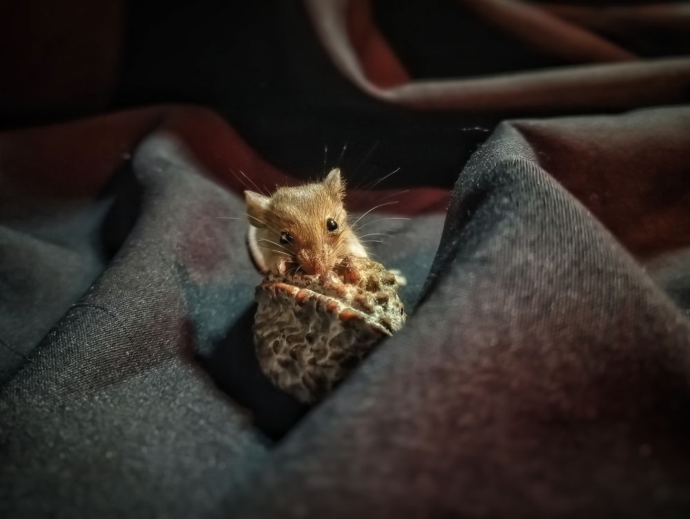 Photograph by DHIRAJ GOSWAMI