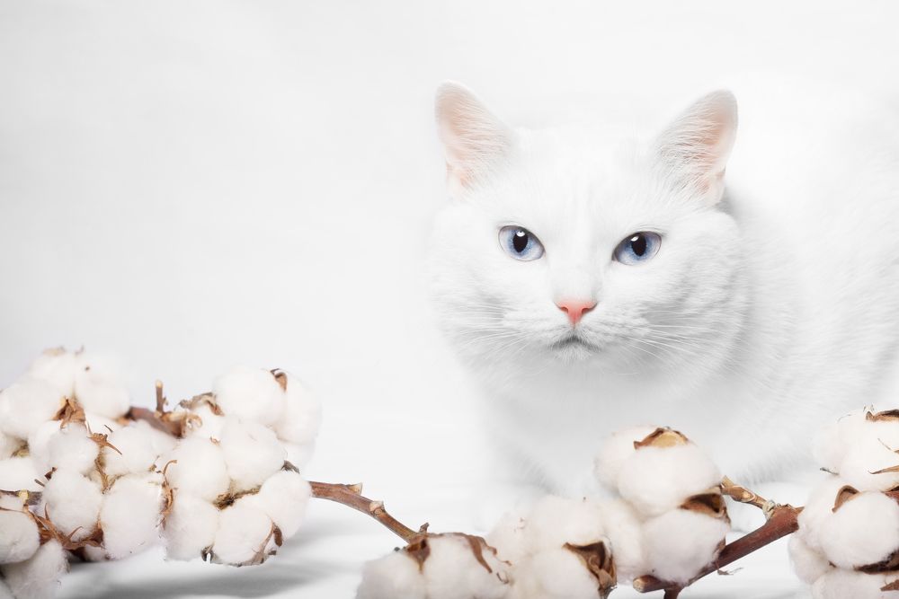 Фея и хлопок