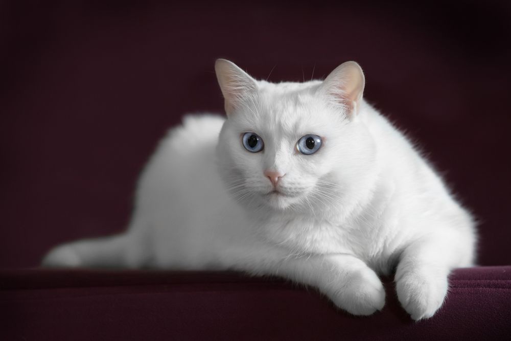 Домашнее чудо по имени Фея