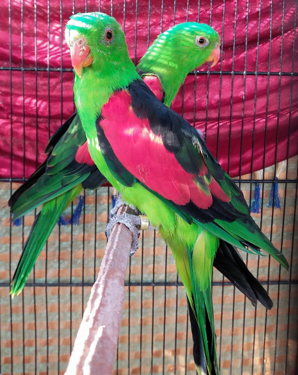 Rump parrots in cage