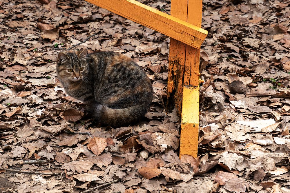 Photograph by Виталий Павлов