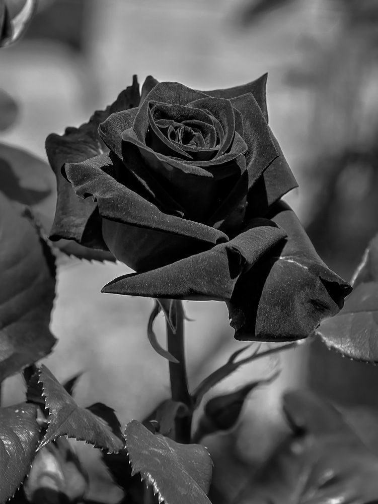 Photograph by Владимир Гамаюнов