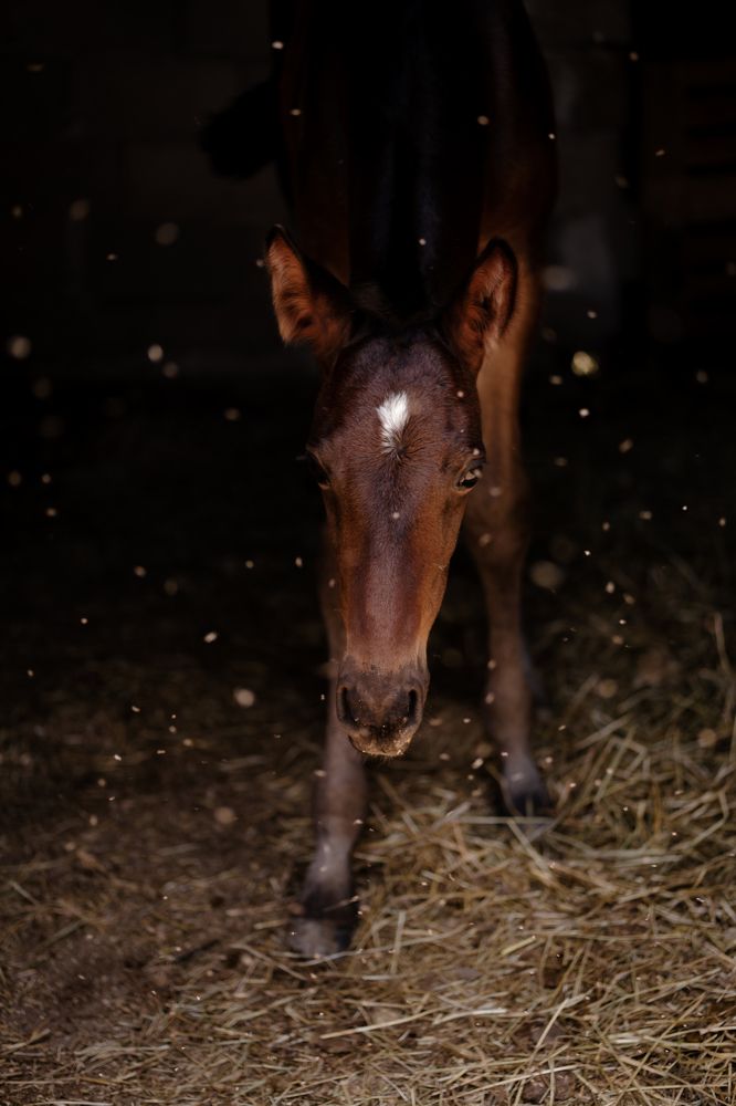 Photograph by Antonina Geçkil