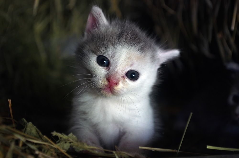 Photograph by Анатолий Святой