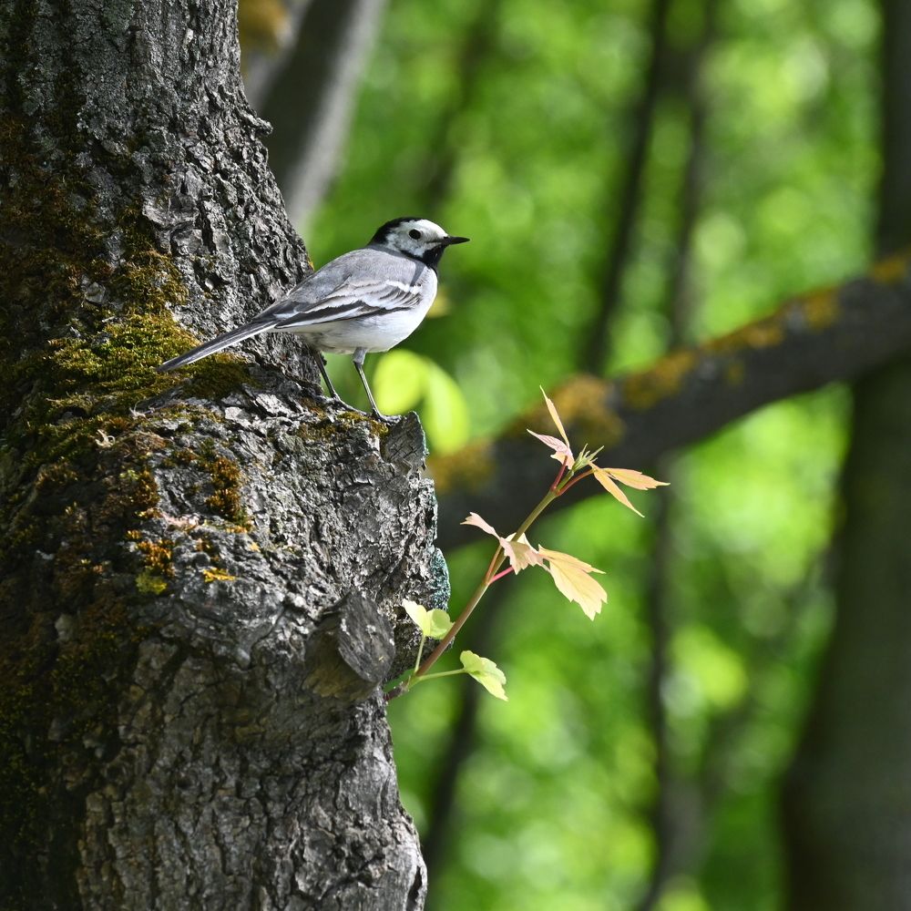 Photograph by Алексей Гордеев