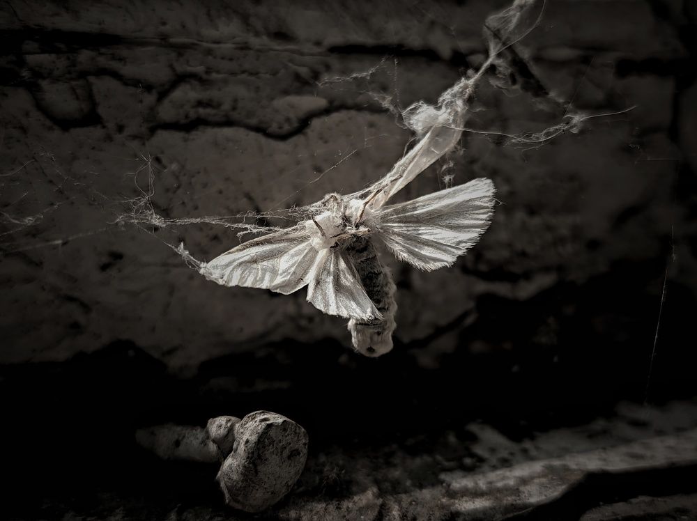 Жестокая природа