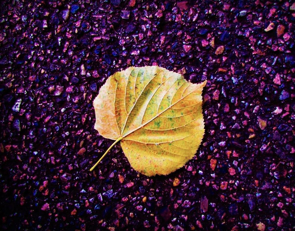 Фотография автора Abdullatif Badnjki