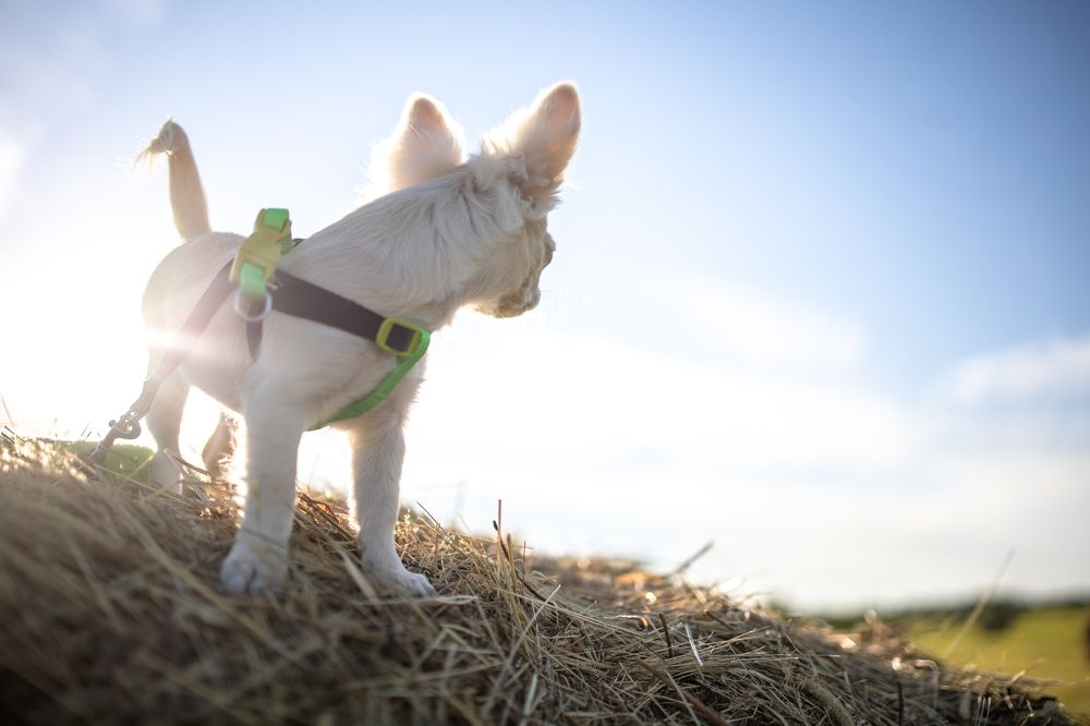 Photograph by Ирина