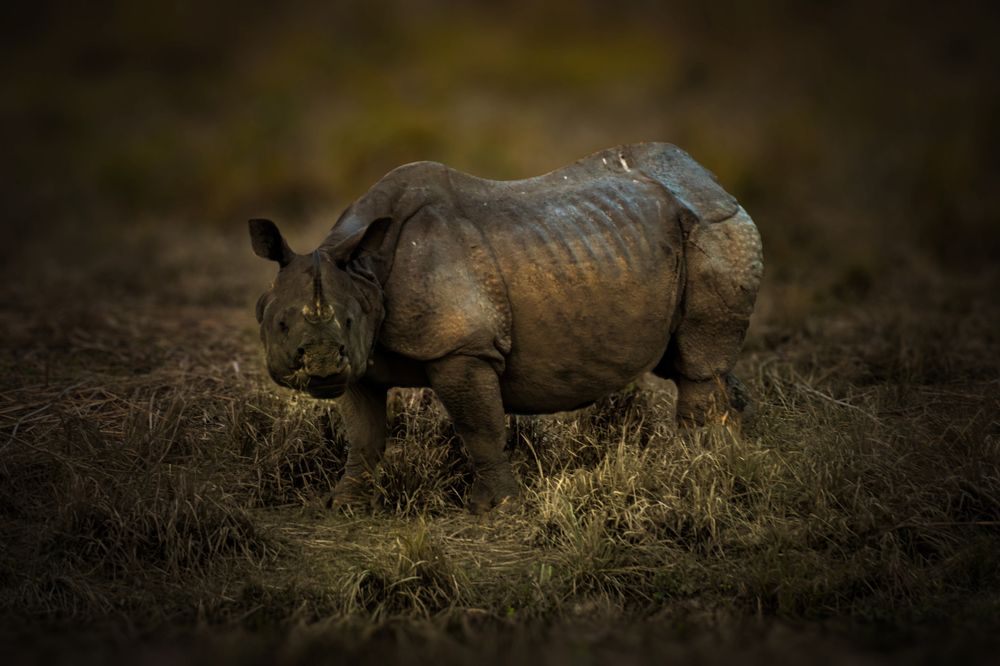 Фотография автора Prithul Das