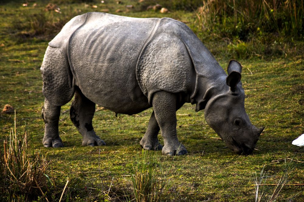 Фотография автора Prithul Das