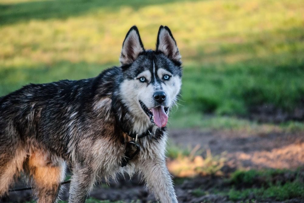 Фотография автора Алексей Самойлов