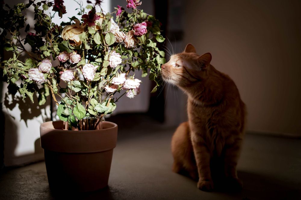 Photograph by Анна Чалая