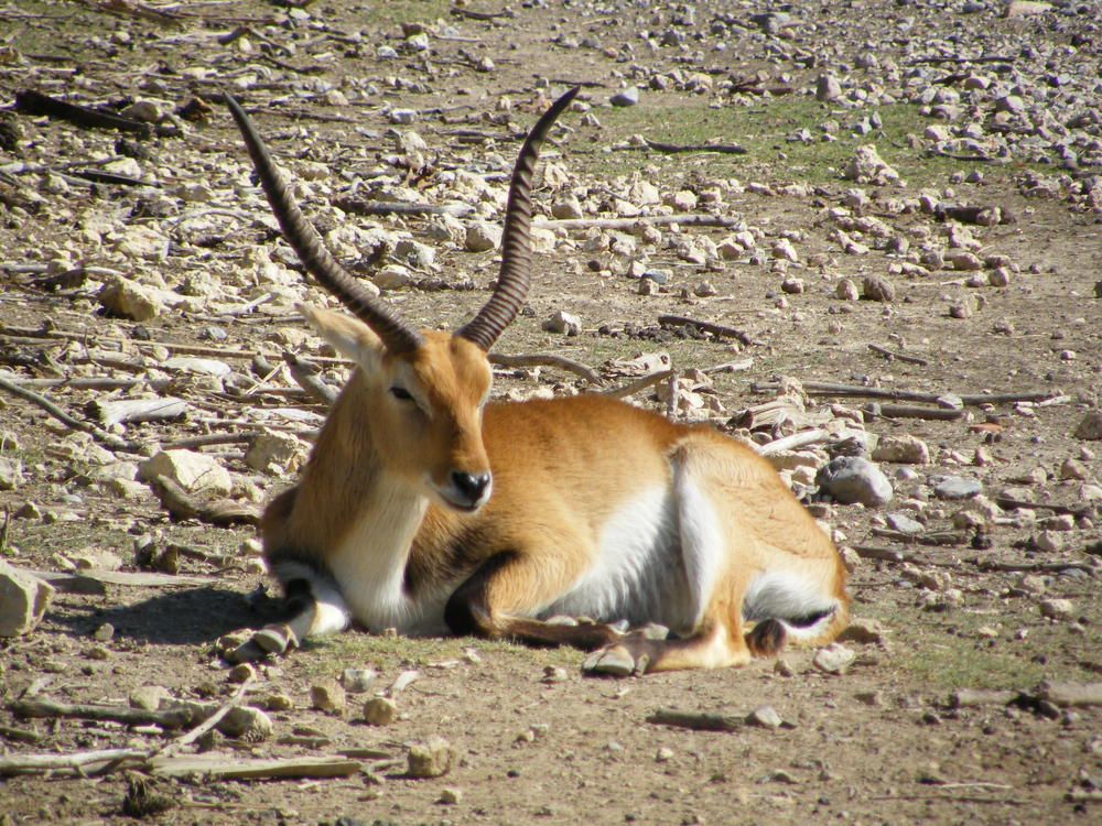 Photograph by Раиса Ламли