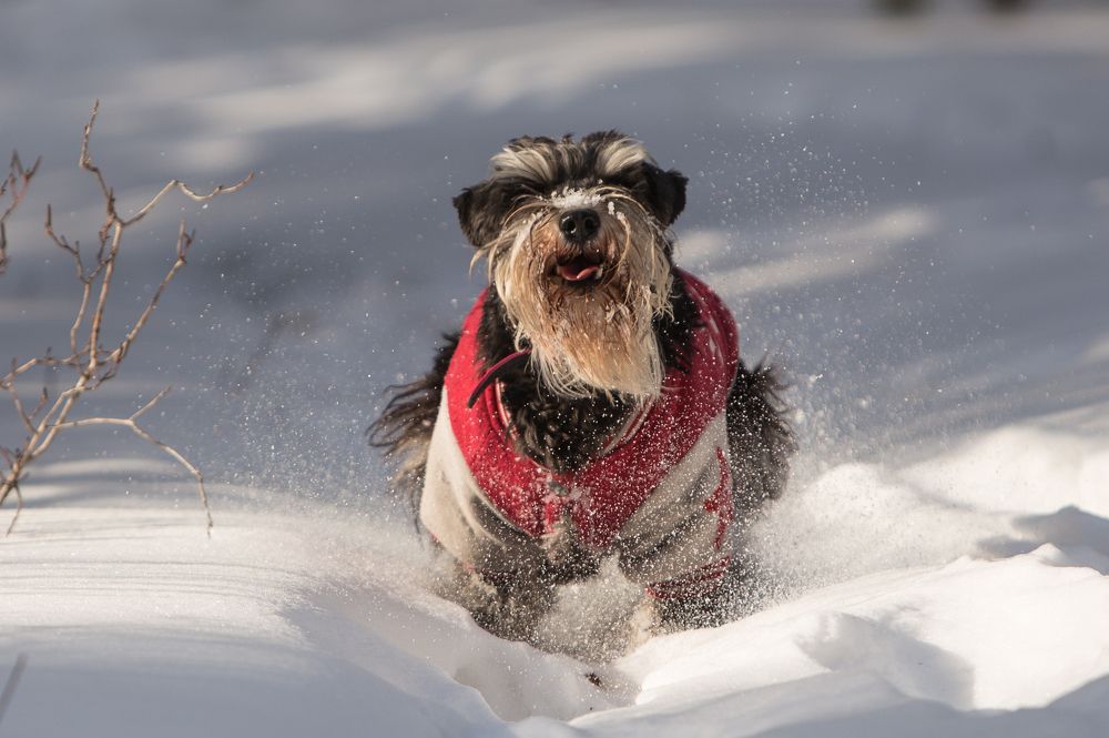 Сквозь снега