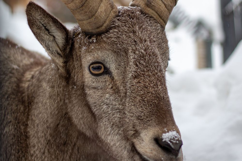 Photograph by Елена Хорохорина