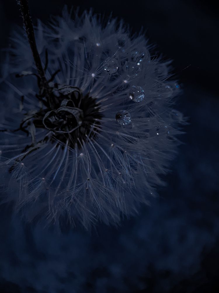 Photograph by Анна Кабиева