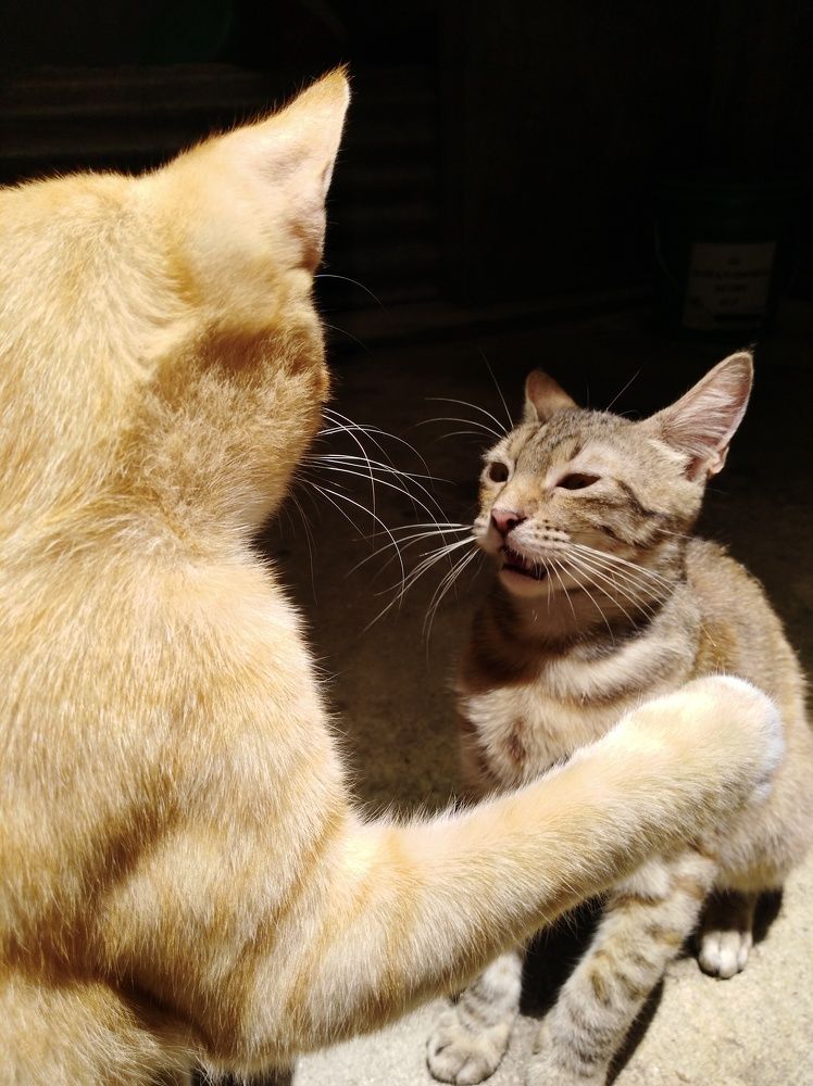 Photograph by Brian C. Guillen