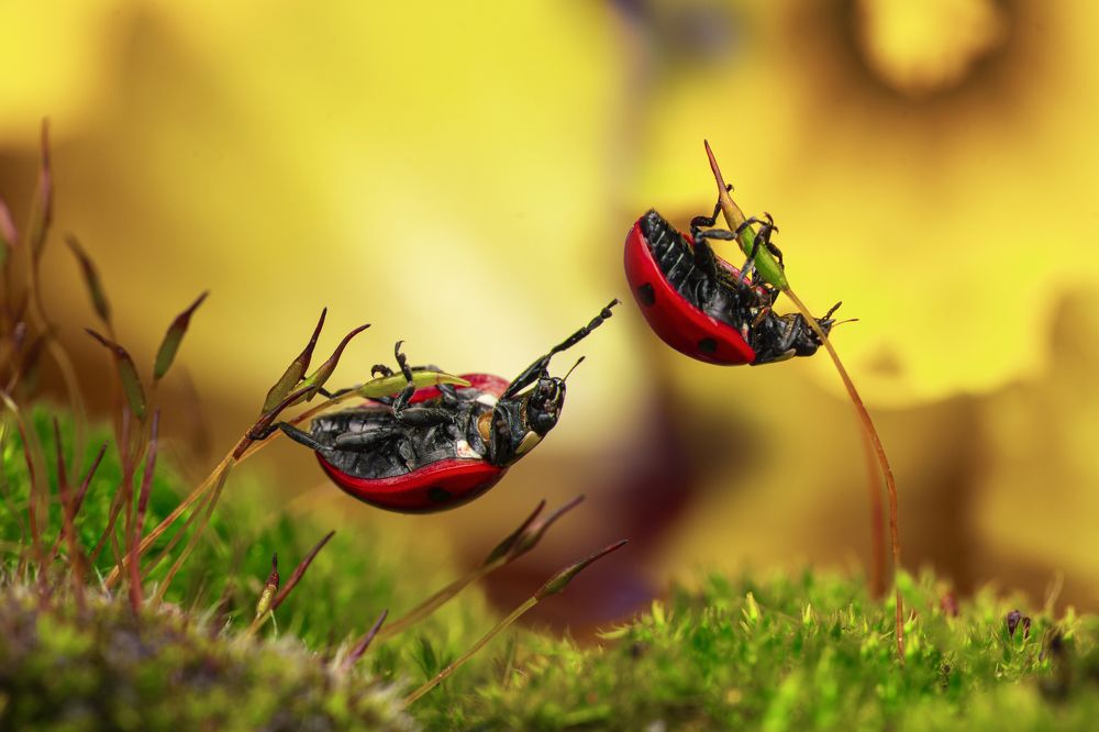 Photograph by Tsvetan Ganev