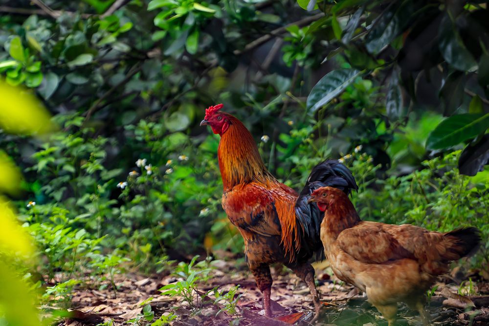 Đôi lứa xứng đôi