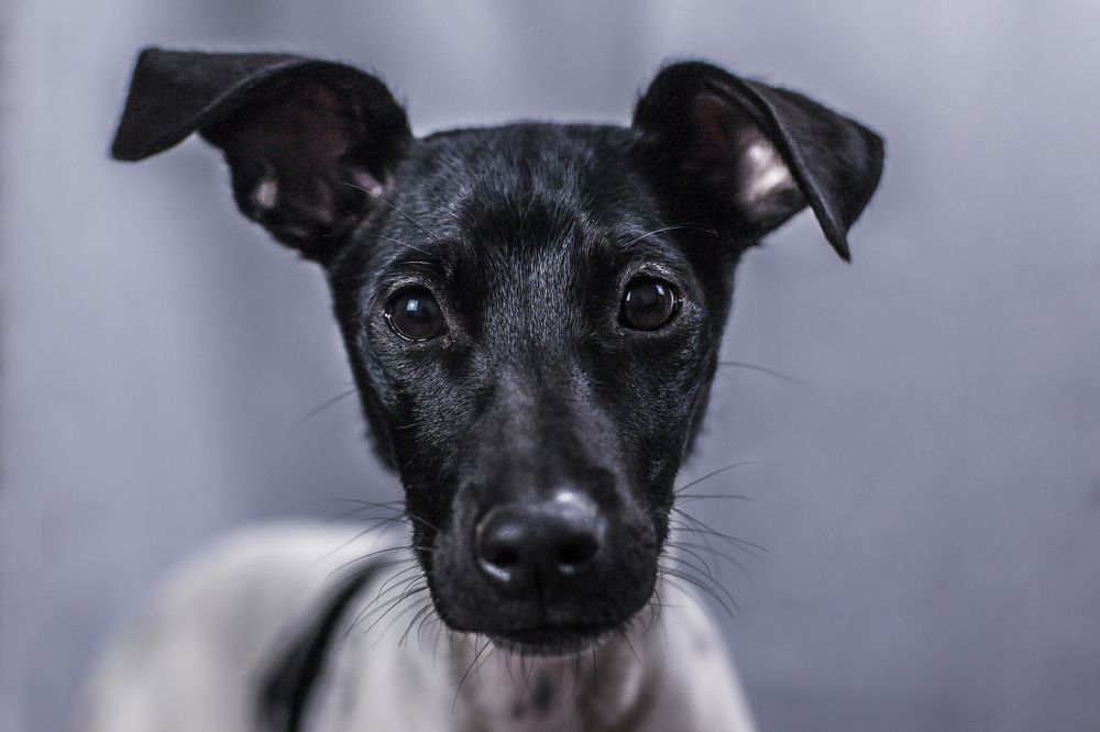 Photograph by Bruno Mottola