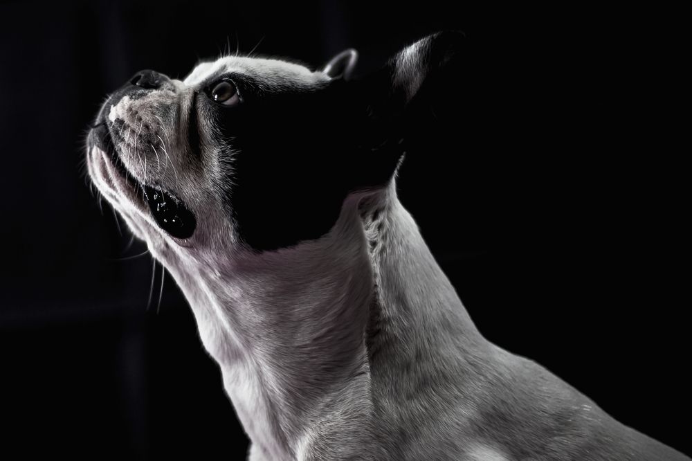 Photograph by Bruno Mottola