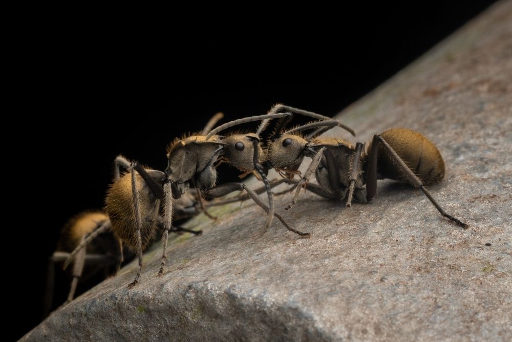 Two Golden Ants At War