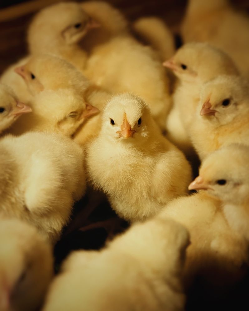 Photograph by Сергей Протасов