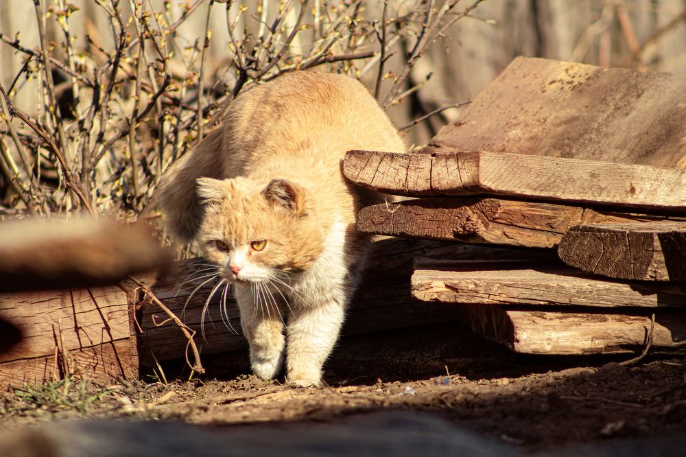 Охотник за добычей