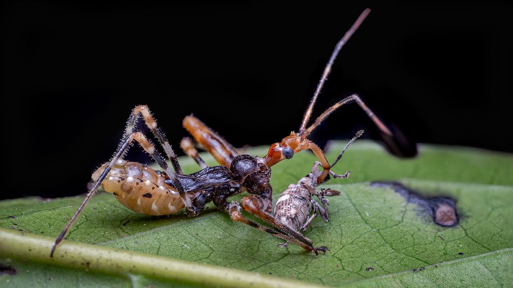 suck everything from the kill