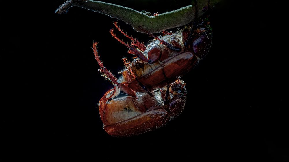 hope for the next generation in the dark forest