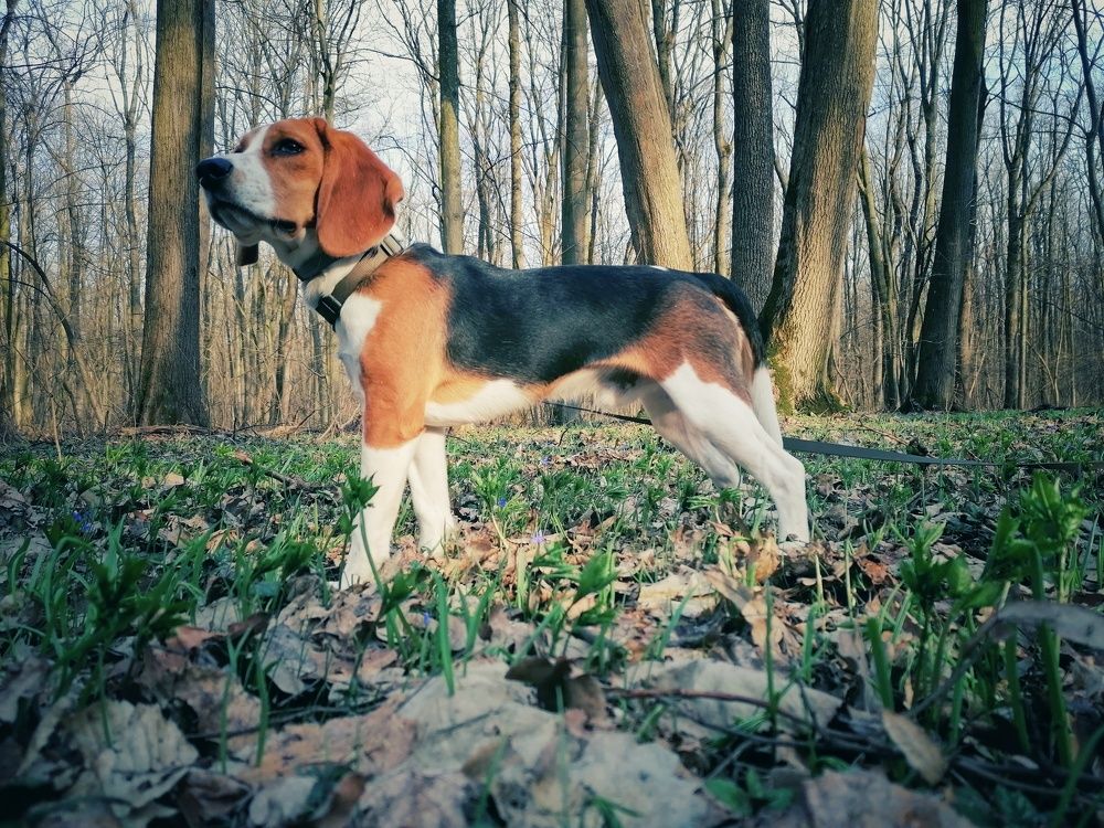 Franko, the beagle