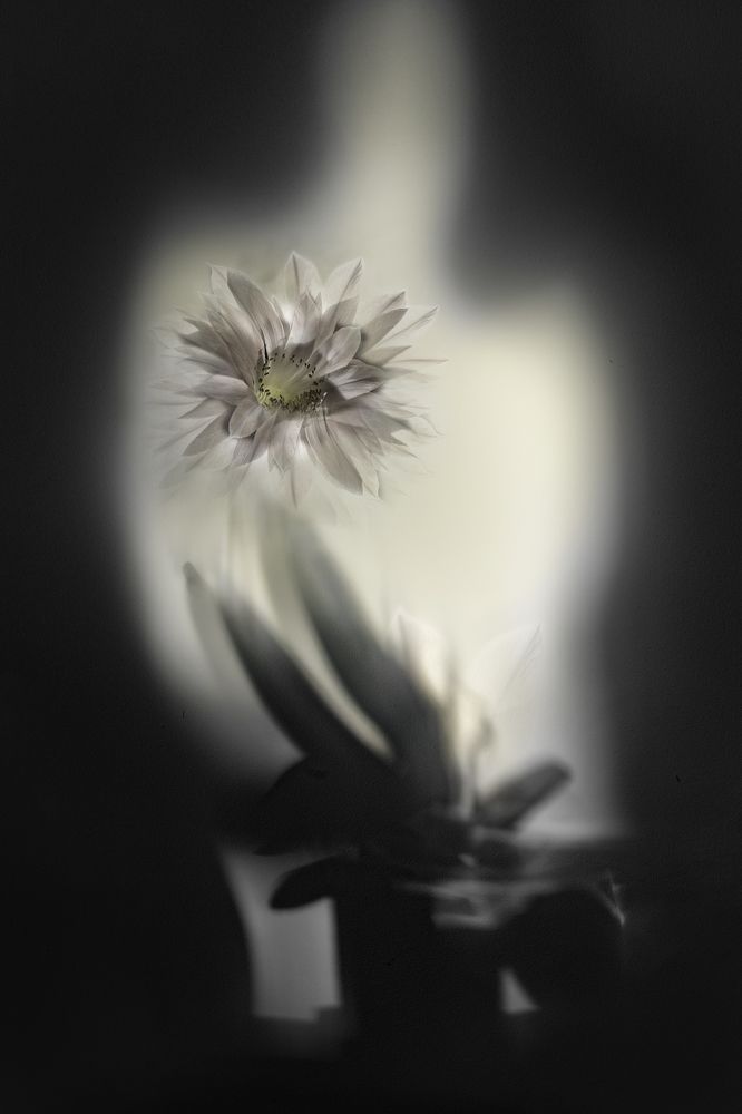 Photograph by Дериглазова Марина Владимировна